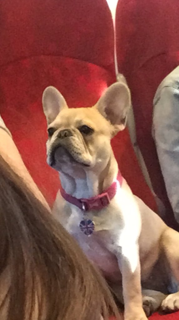 emma_warner's tweet photo. Made a friend called poppy on the train. Isn't she so cute 😍😍😍 https://t.co/ZlxdSc9Val