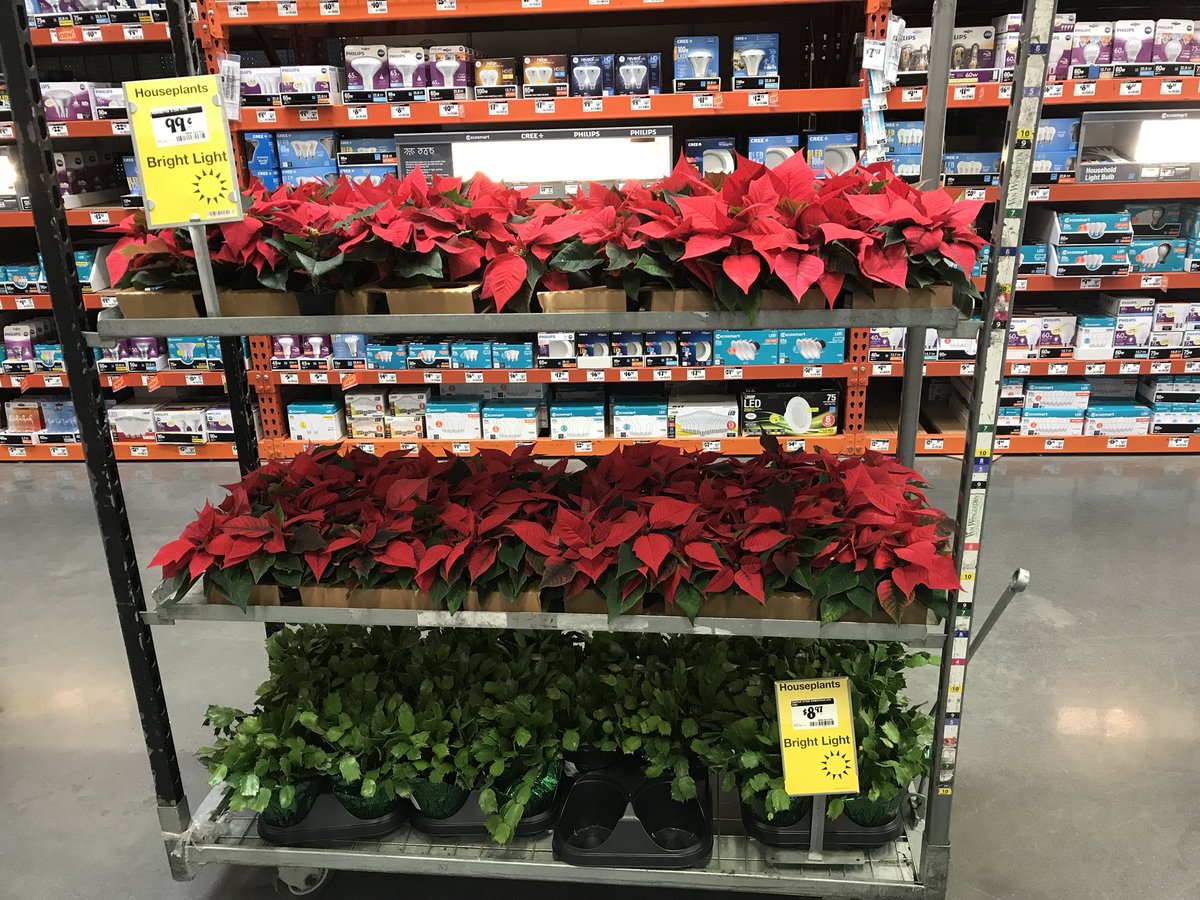 vwiAsheville's tweet photo. Put a little tropical color in your Holidays! Kingsport, Tn. #HD702 #pointsettia @BryanhunterHall @VWIGreenhouse @Jaydeckard https://t.co/KGMGcvdywW