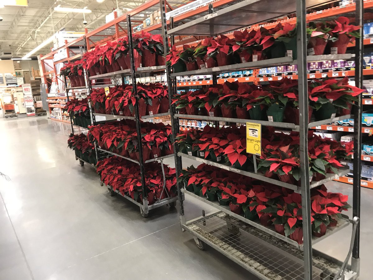vwiAsheville's tweet photo. Put a little tropical color in your Holidays! Kingsport, Tn. #HD702 #pointsettia @BryanhunterHall @VWIGreenhouse @Jaydeckard https://t.co/KGMGcvdywW