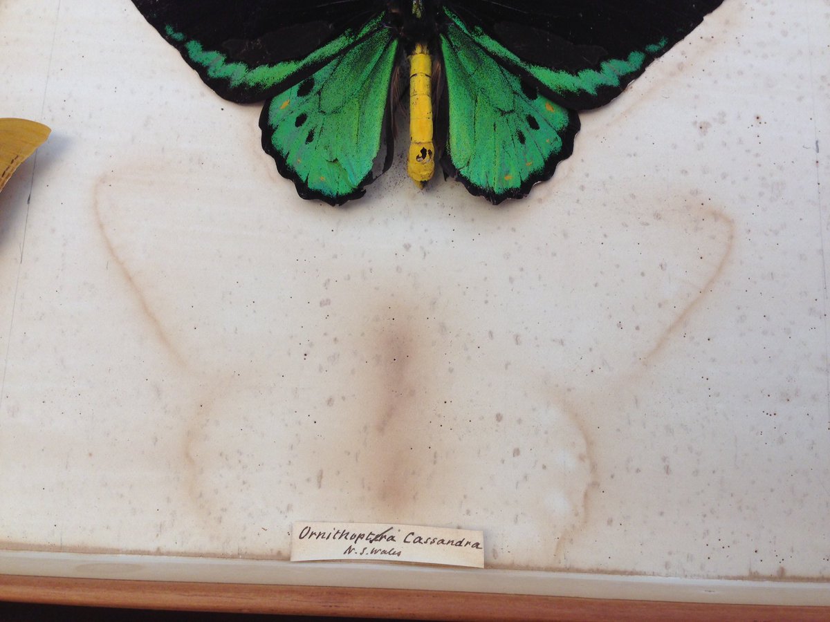 CuratorClare's tweet photo. Acidic paper vs. dead butterfly. #butterflyshadow https://t.co/zD1hg2VUJx