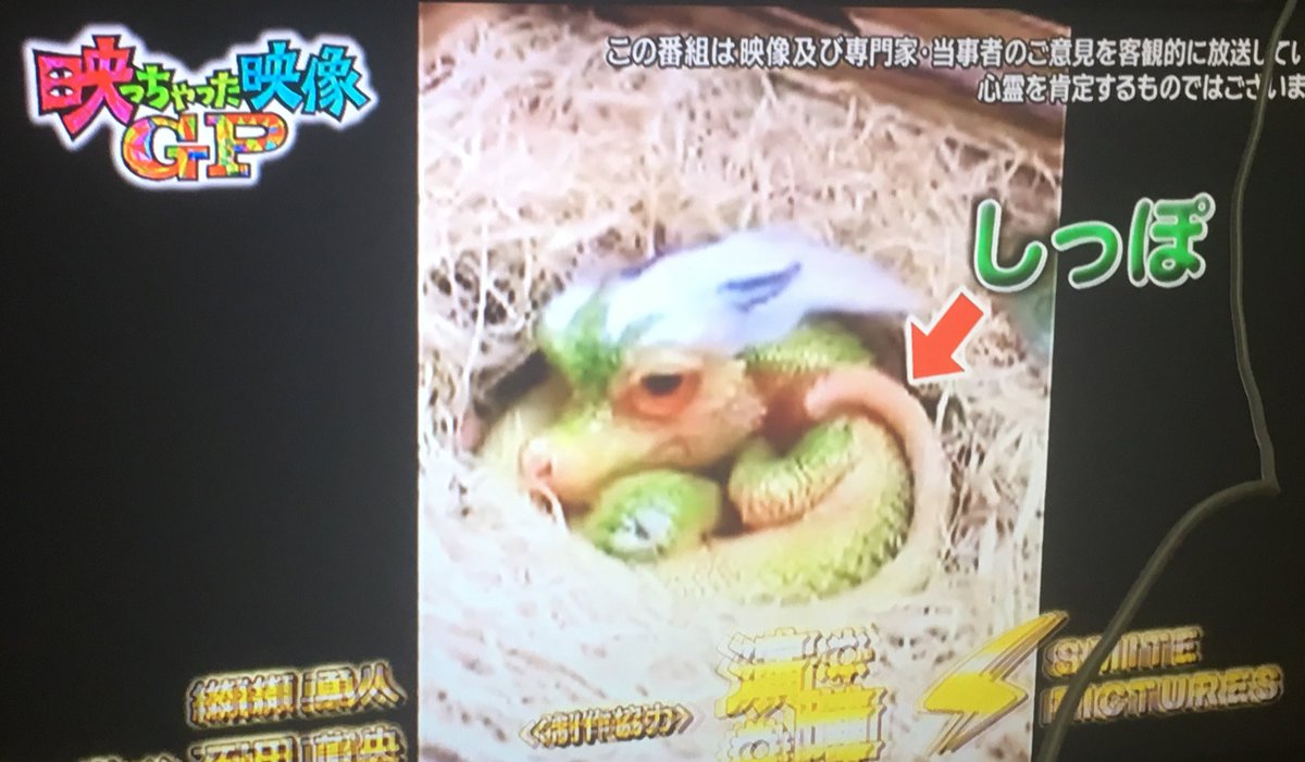 青星 ドラゴンの赤ちゃん 映っちゃった映像gp T Co 4axmhnak6v Twitter