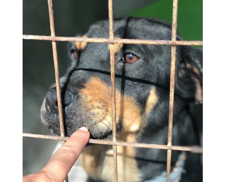 cyprusdogrescue's tweet photo. FELICITY, a stunning rottie X saved from a put to sleep pound, shes proved to be kind &amp; friendly. A home pls! https://t.co/fkODZlzvxG #adopt https://t.co/HxpapU6JHx