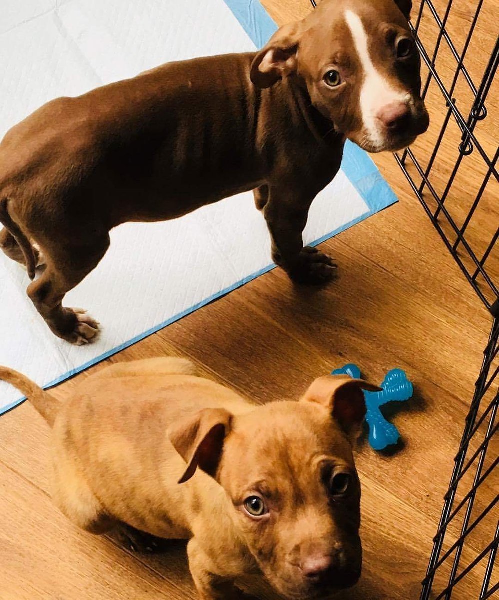 PupStopsHere's tweet photo. These cuties are available for adoption from our rescue Pets Stop Here. Call 585-471-8900 to me Luna and Dobby. https://t.co/xfBh6u4zlE