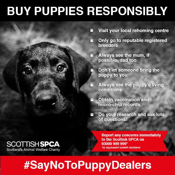ScottishSPCA's tweet photo. Thousands of puppies are born into the illegal puppy trade each year. These poor puppies are kept in horrendous conditions and taken away from their mothers too early, causing behavioural and health issues. Help us #SayNoToPuppyDealers  
More: https://t.co/yDxuoxMoUA https://t.co/1feKrngMgY