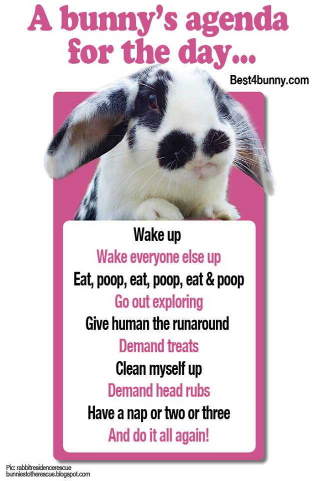 Best4bunny's tweet photo. A bunny's agenda for the day... https://t.co/IhyBuDTtZ9
