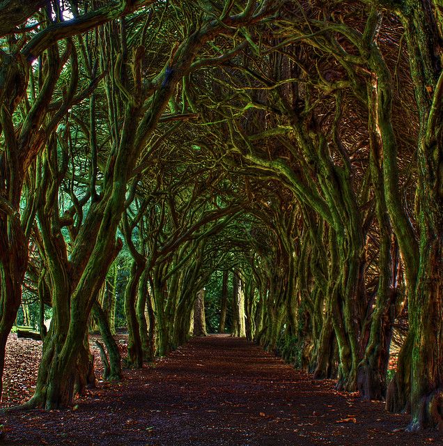 dbgreenauthor's tweet photo. A magical tree tunnel. More inspiration from my novels. This is from Gormanston College, County Meath, Dublin. #MeridiaFalls #DBGreen #TheAffinityWeb #AmWriting #Writing #AmWritingFantasy #UrbanFantasy #Fantasy #YA #YoungAdult #NewAdult #Amazon #Kindle https://t.co/tCeSXfLak2