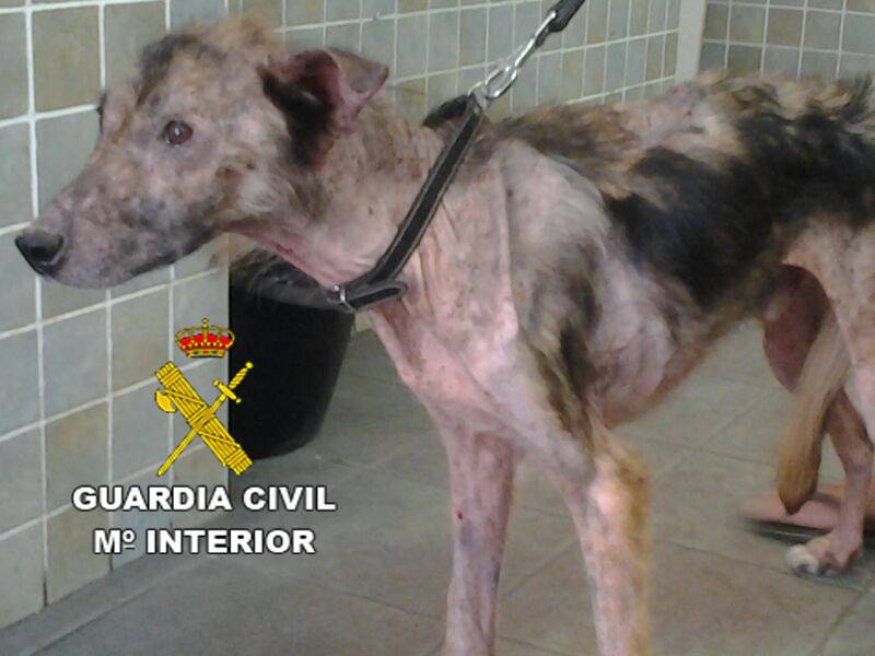 Si ves a alguien maltratar a su mascota denuncia ☎️ #062, nosotros nos encargamos del resto.
El que no sepa cuidarla, que no la tenga.
#Seprona #YoSiPuedoContarlo