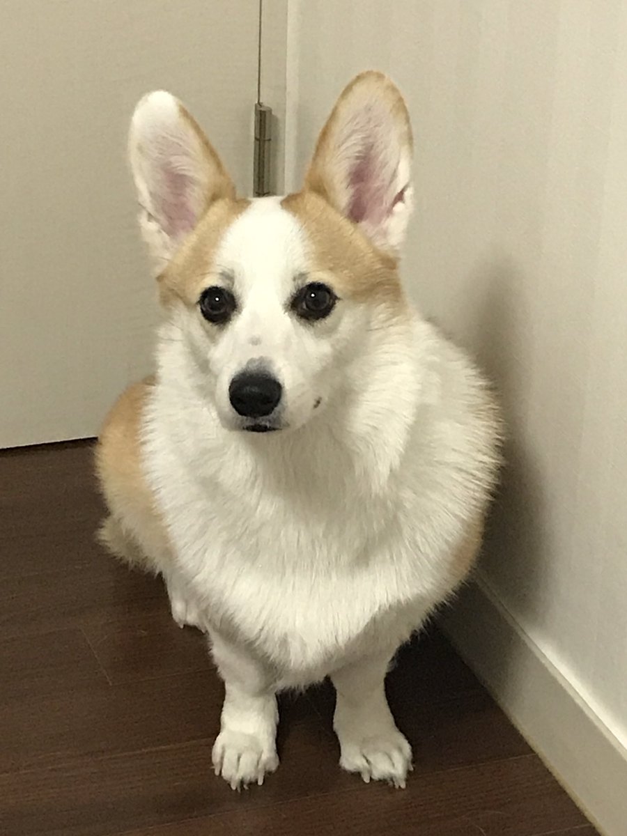 fritzer2000's tweet photo. 자몽이 성장기
@yes_9493 https://t.co/Ygnnd4z2qd