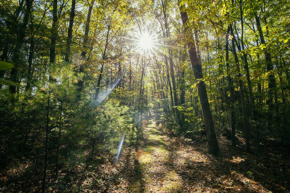 harvard_sustain's tweet photo. “The unexpected interplay of art, history, and science @HarvardForest" via @HarvardGSD https://t.co/8VChr07LKV https://t.co/nyjSYrEJ1p