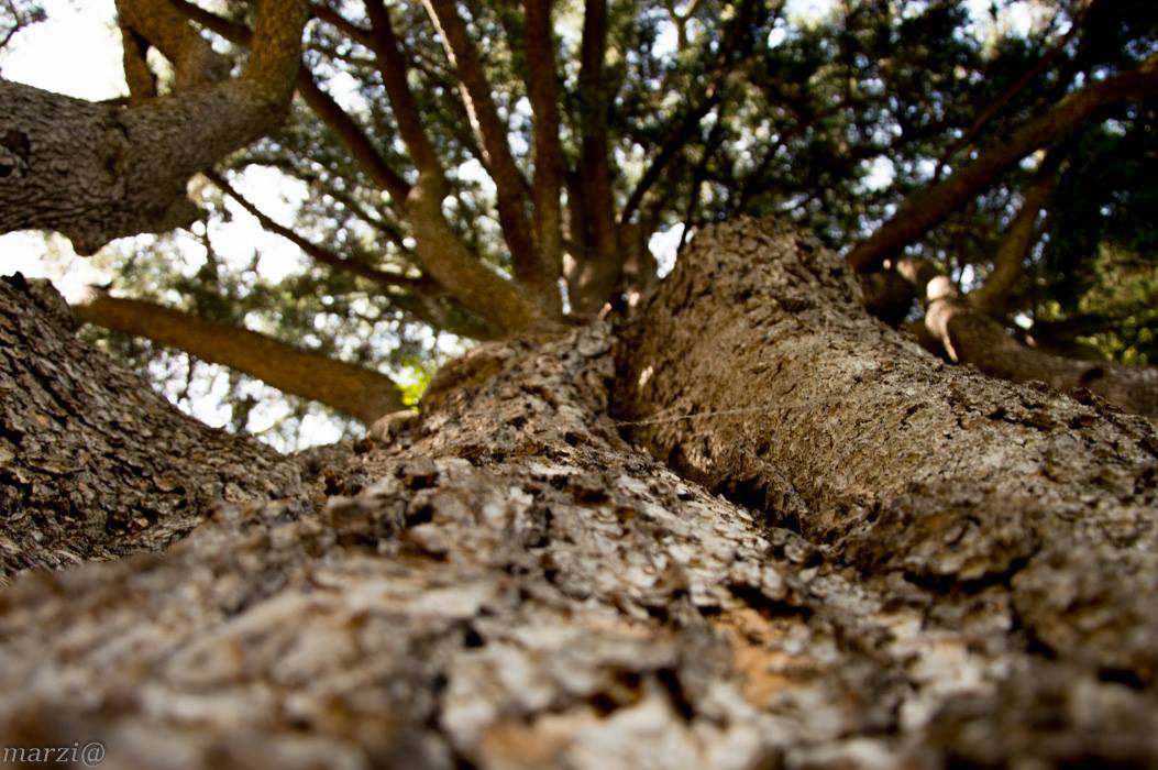 Nell'articolo di <a href="/piemonteparchi/">piemonteparchi</a> gli esperti parlano dello stato di salute dei #boschi del #Piemonte dopo l'emergenza #incendi -> piemonteparchi.it/cms/index.php/…