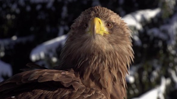 OSUG_fr's tweet photo. #RMSGre début des projections avec le film La Voix des Aigles de Muriel Barra autour des thèmes #Biologie #Écologie #Géographie 
@MontagneScience @VilledeGrenoble @CnrsAlpes @UGrenobleAlpes https://t.co/deH2ve0Pqi