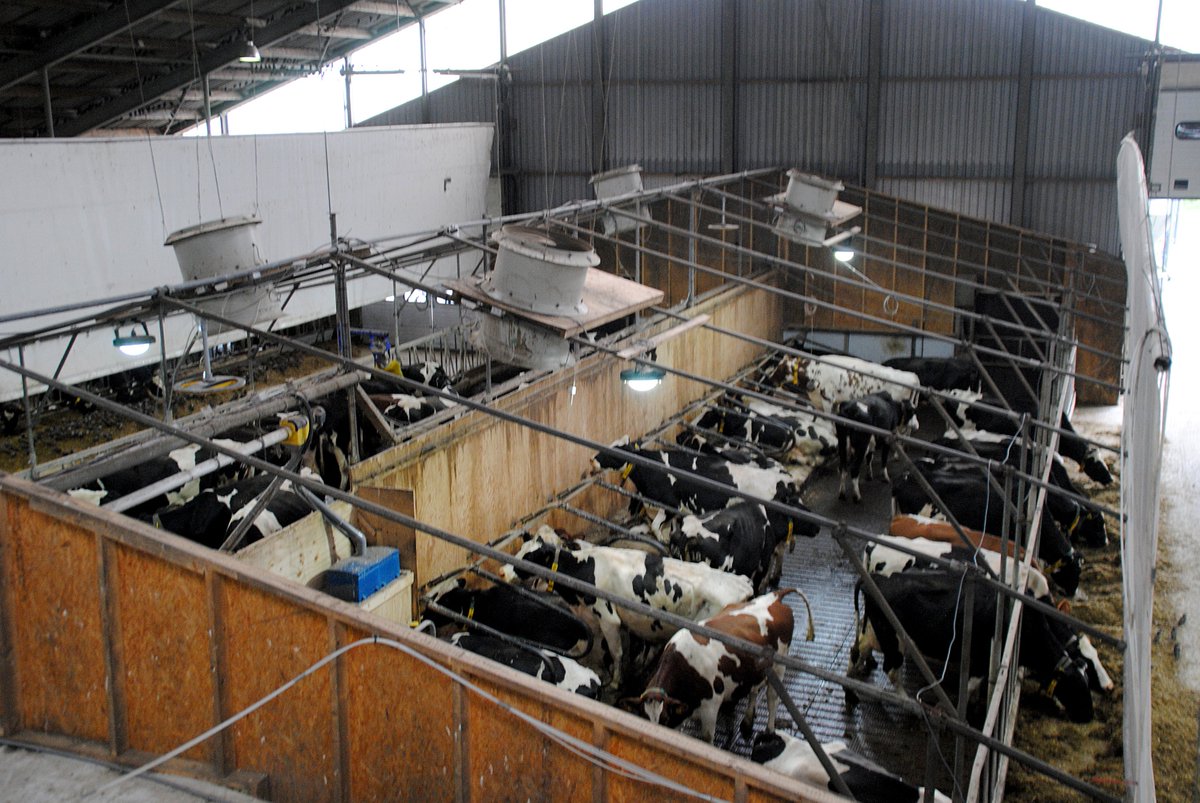 DairyCampus's tweet photo. We blijven #vernieuwen! Door veel aanvraag #milieu- en mestonderzoek wordt ook oude meetstal opgeknapt. In milieustal komt nieuwe vloer @HighWelfareFloo met mesttransporteur #JOZ https://t.co/c8iKrBcVJG