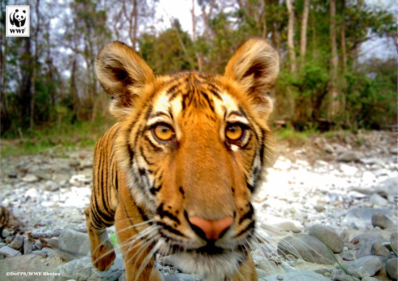 WWF's tweet photo. 🐅x🐅 #FridayFeeling BIG for tiger conservation efforts, the population has doubled in Bhutan’s Royal Manas Ntl. Park https://t.co/taFoYXux4G https://t.co/luTLvpx8rD
