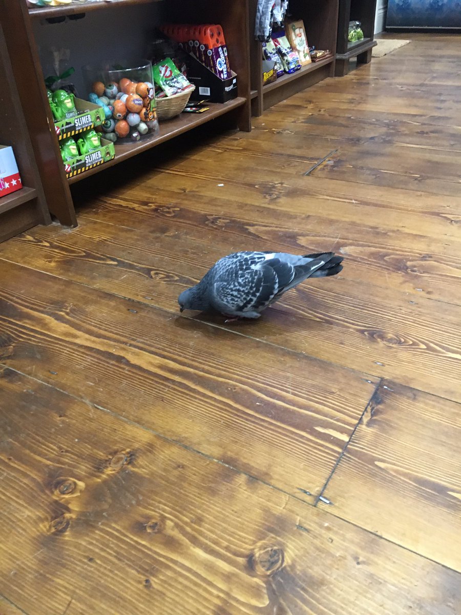 Just had a little visitor 😂happily showed him the door 🚪#supportlocalbusiness #piecehall #shoplocal