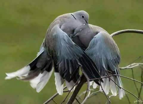 اريد احلى رتويت عراقي