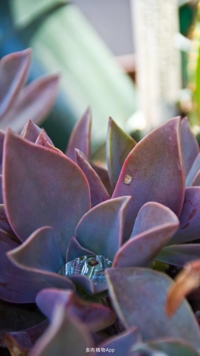 林雅妍on Twitter 多肉植物百科 初恋 Echeveria Cv Huthspinke 原文 T Co 8co9hw4n0q 分享自 多肉植物app 免费安装 T Co G6v3yuzwjm T Co Zaj3iwgje9 Twitter