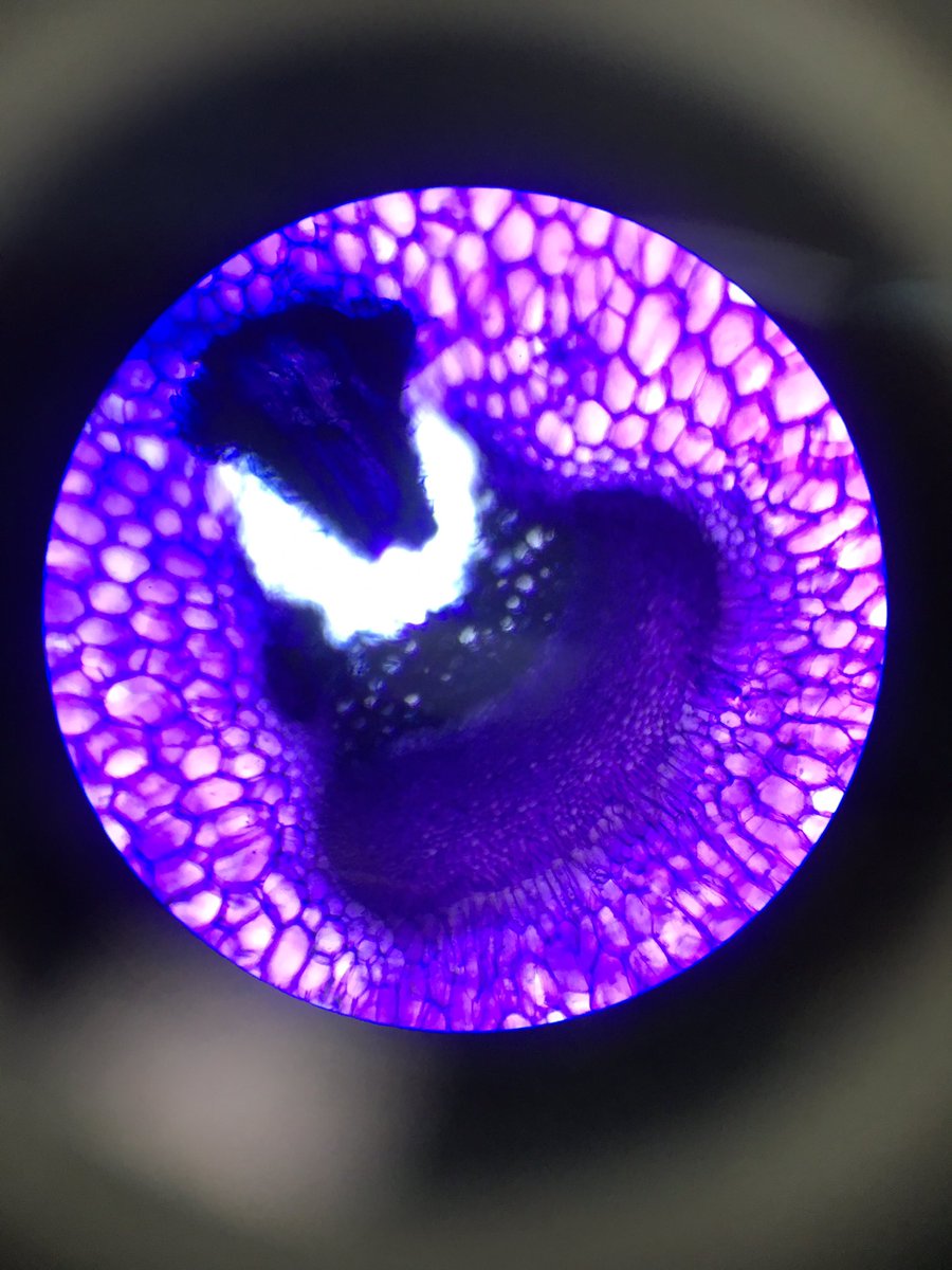 MaryBibichatter's tweet photo. @CLEAPSS great day at SAPS training #plantsci @SAPS_News https://t.co/1ZOQOBSwaG