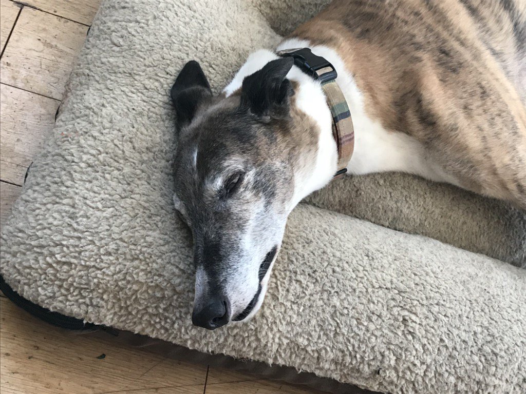 TeenyPuff's tweet photo. @greyhoundtrust #fridayface Duke having quality Friday afternoon chill time 💜 https://t.co/L3LbWhtYZL