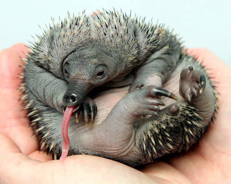 Strange_Animals's tweet photo. Baby echidnas are called puggles! They stay in their mother's den for a year before leaving. https://t.co/hk8dDfAlKD