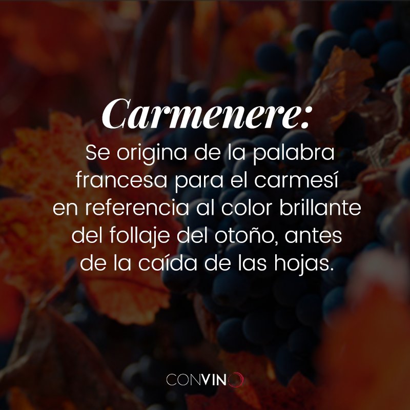 ConvinoMx's tweet photo. Si siempre has tenido la duda sobre esta variedad de uva, aquí te contamos su historia. https://t.co/EAe5B8RasA