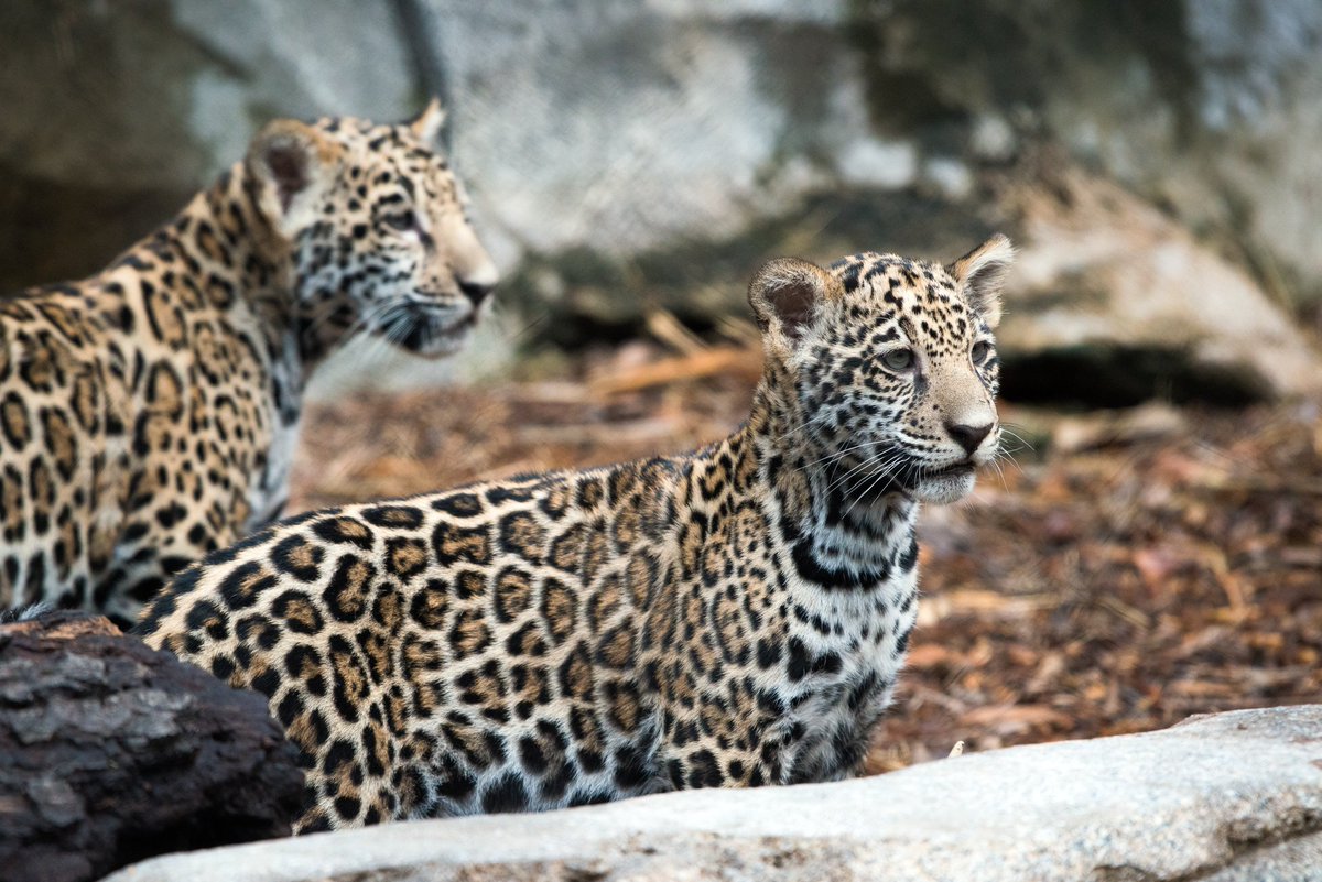 houstonzoo's tweet photo. Need more of our jaguar cubs. Oh, no, sorry... that wasn't a question. You need to see more of our jaguar cubs. https://t.co/fcfuPK2t5j https://t.co/btS20F121e
