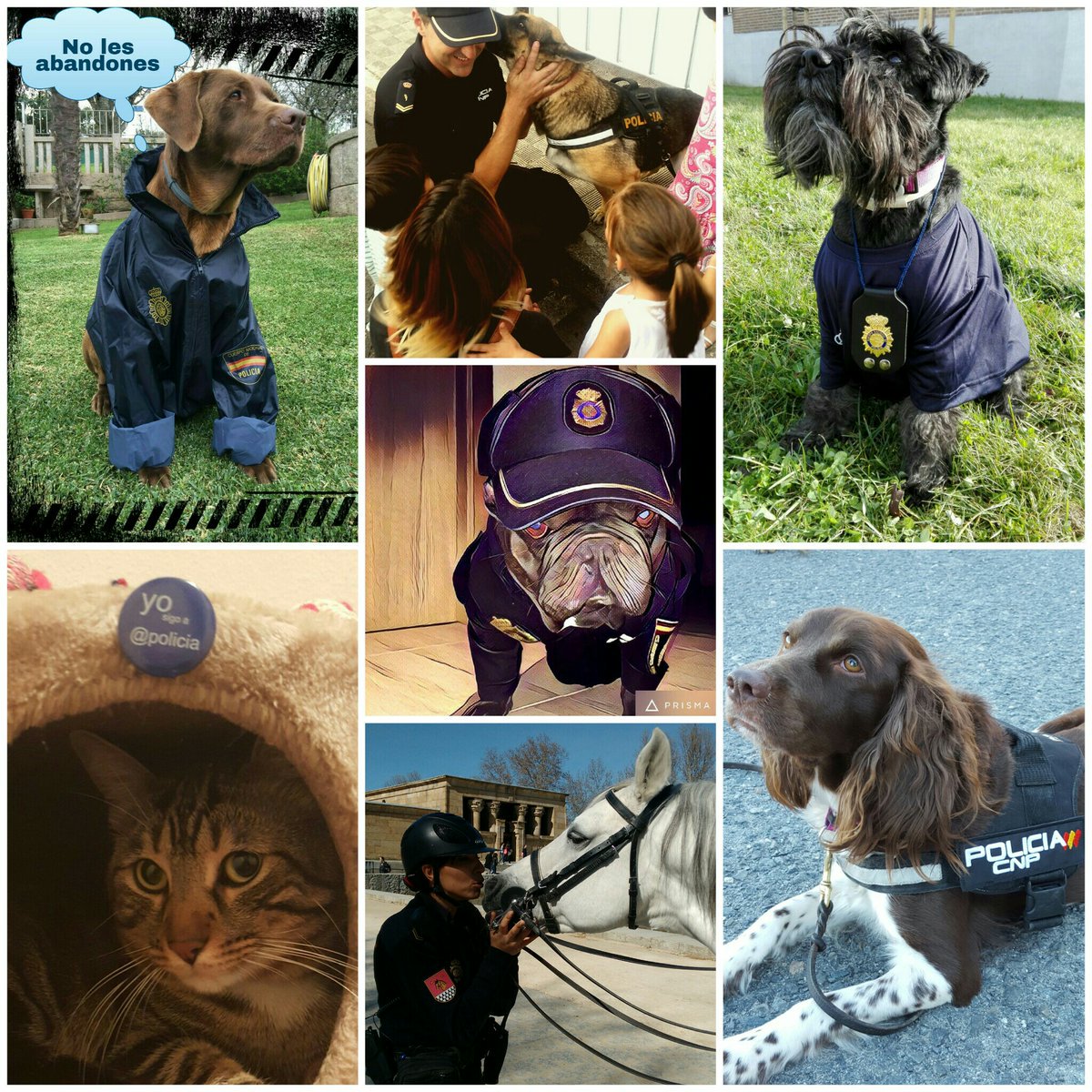 Nuestras #mascotas nos acompañan, nos cuidan, nos dan muchas alegrías y amor. El maltrato anima l🐶😺🐴 es inhumano y DELITO.
¡Denúncialo! 
We💙animals