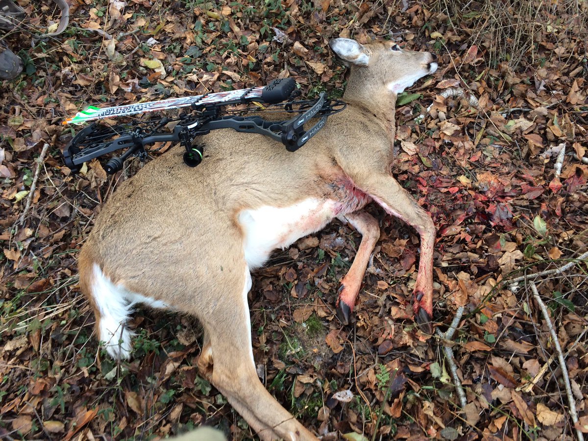 efrank37's tweet photo. Was lucky enough to fill the freezer this morning. The new Mathews #Halon32 finally drew its first blood @ScentLokTech @Mathews_Archery https://t.co/vbfkywt02Z