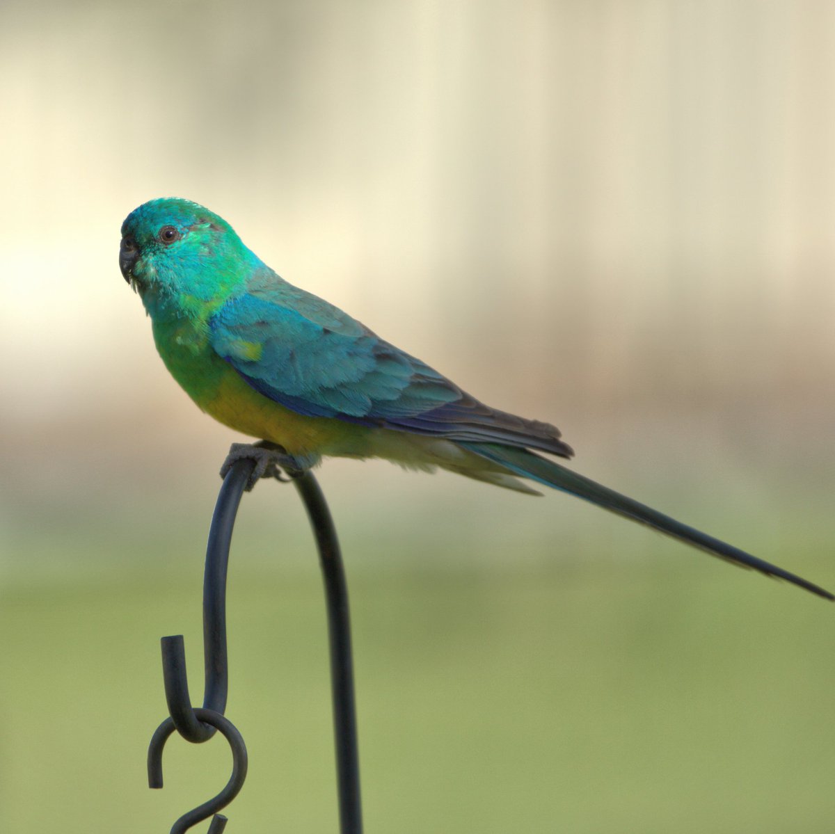 maloo325's tweet photo. male #redrump #parrot in the backyard the other day #westbrook #toowoomba https://t.co/CoA6vw02ne