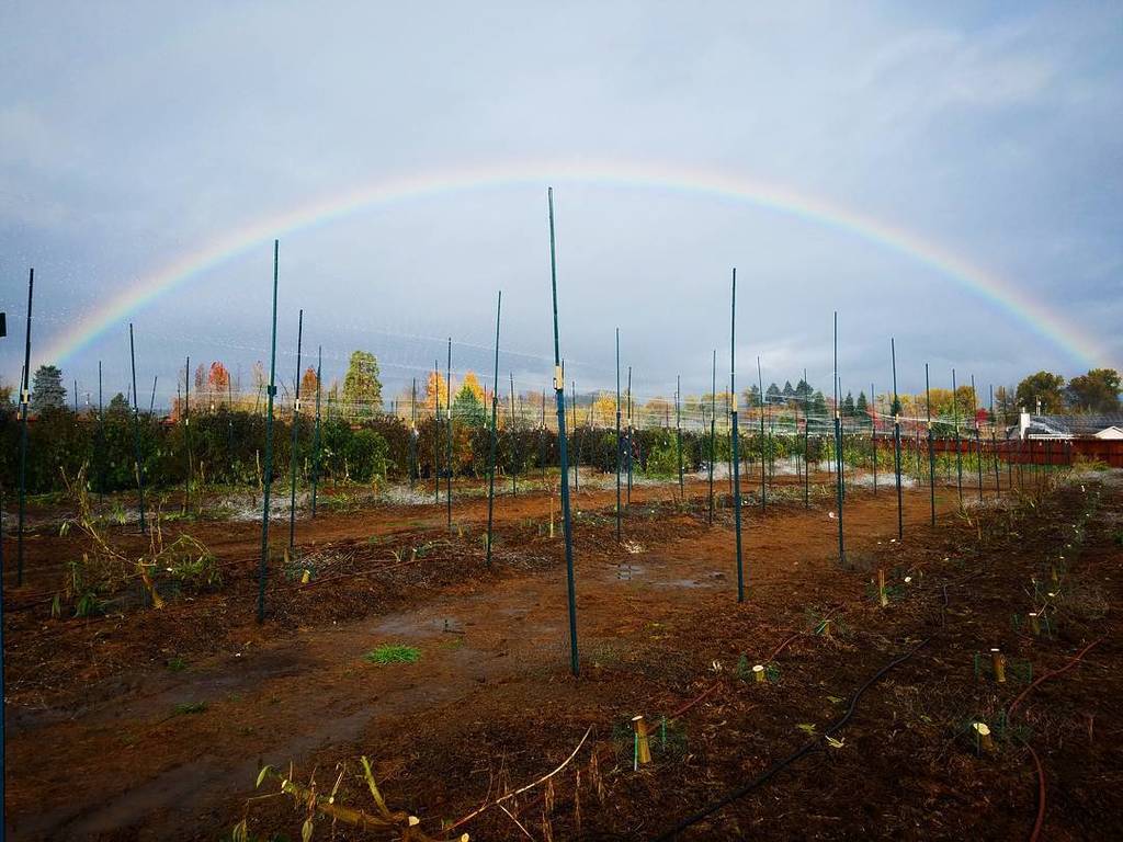 naturesgoldus's tweet photo. Just what our crew needed on this rainy day! A beautiful rainbow shining over our last few rows of plants. 🌈🌱 #pro… https://t.co/QB8Q8gTEp2 https://t.co/fHVWtuwCay