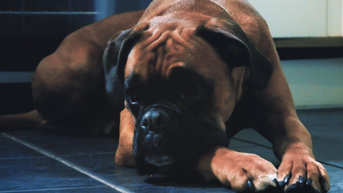 StopFundingHate's tweet photo. Buster loved being in last year's John Lewis Xmas ad but lately he's been doing a lot of thinking... #BusterTheBoxer #MozTheMonster #BringBackBuster https://t.co/mm7OOSt9wu https://t.co/1E4cKUYdcM