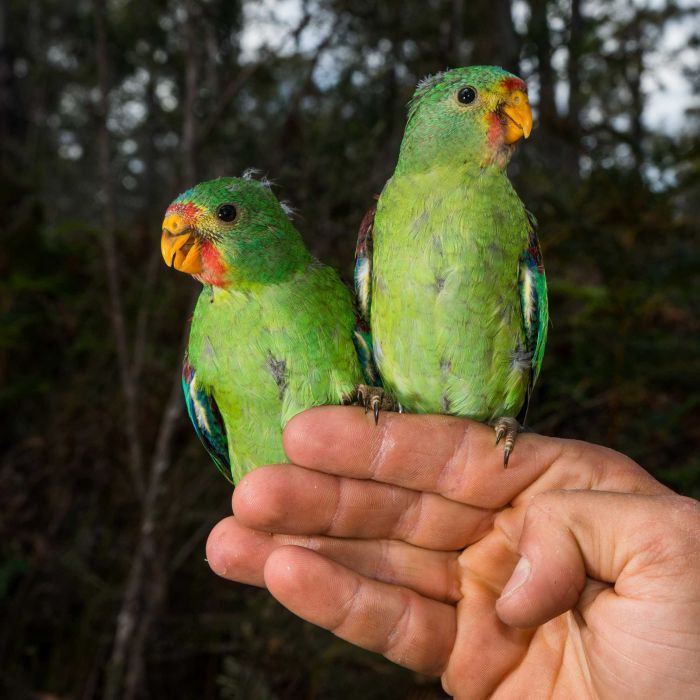 CaraSantaMaria's tweet image. &quot;Predator-proof nests may help save endangered parrots.&quot; #SwiftParrots 

news.nationalgeographic.com/2017/11/swift-…