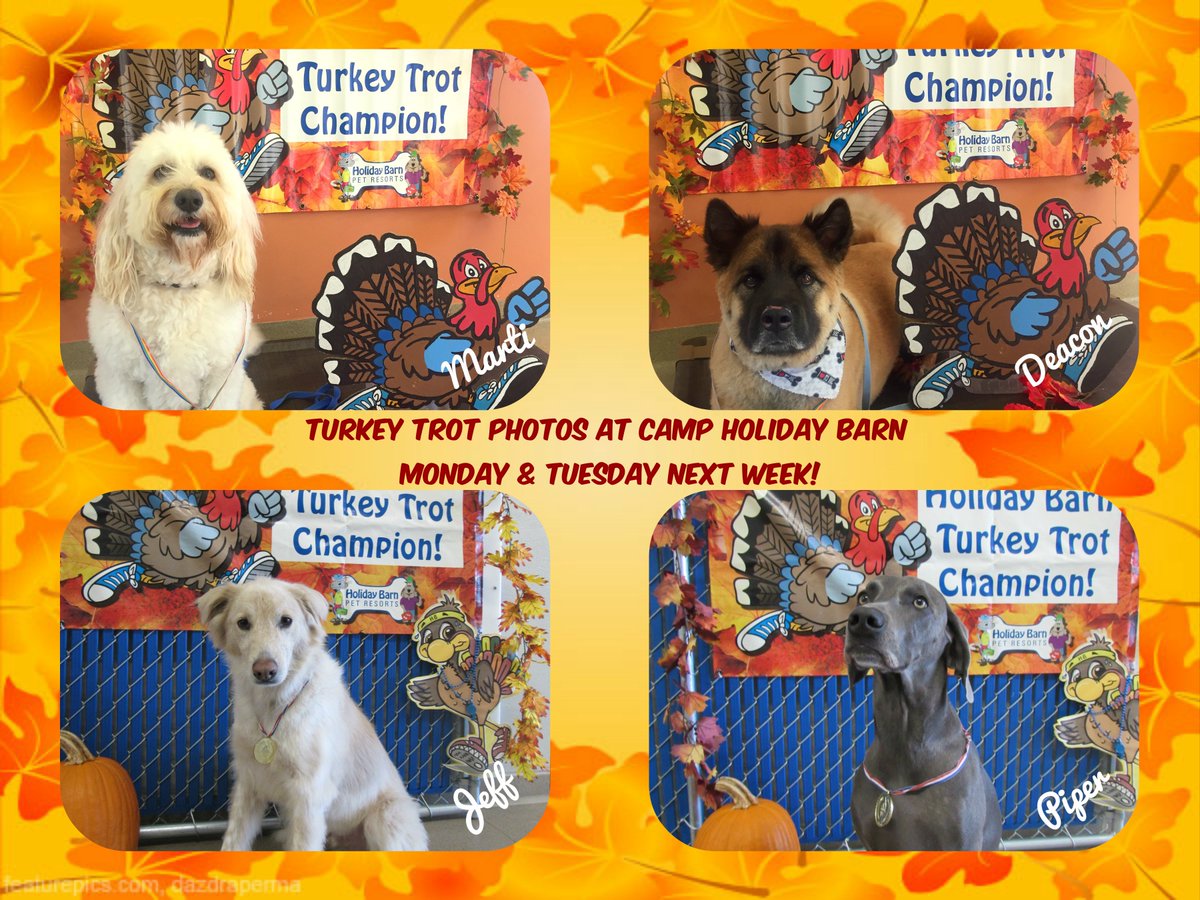 Holiday Barn (holidaybarn) Twitter