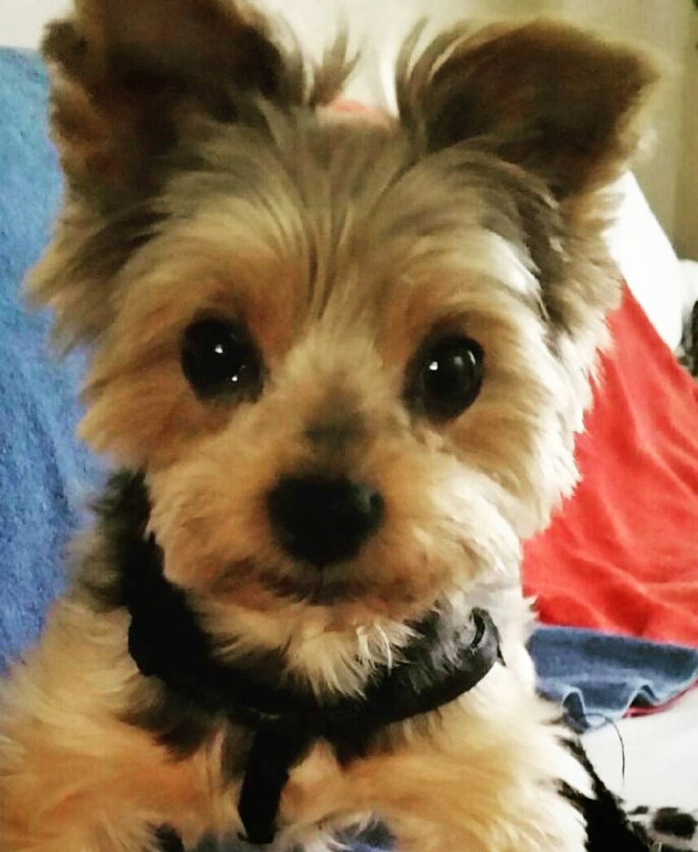simplepetlove's tweet photo. HAPPY FRIDAY FROM FRANKIE!!! 🎉🎉🎉😘🐶♥️🐾
With the wonderful Frankie & Fran @franmad813 .
.
#petlife #get #featured #featureme #petfeatures #cutepetclub #weeklyfluff #petoftheday https://t.co/j4YXKT46mD