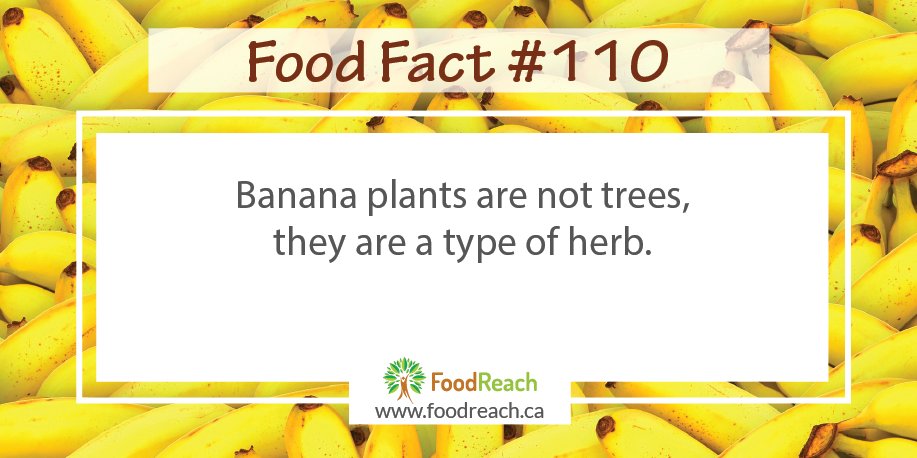 Fun #FoodFact: #Banana plants are not trees, they are a type of herb.