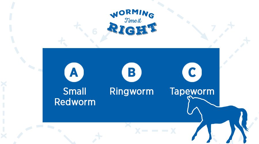 HorseDialog's tweet photo. What are the most common and harmful worms found in horses? A, B or C? Find the answer: https://t.co/hJxRXczQhB #timeitright https://t.co/2gy5awG4r8