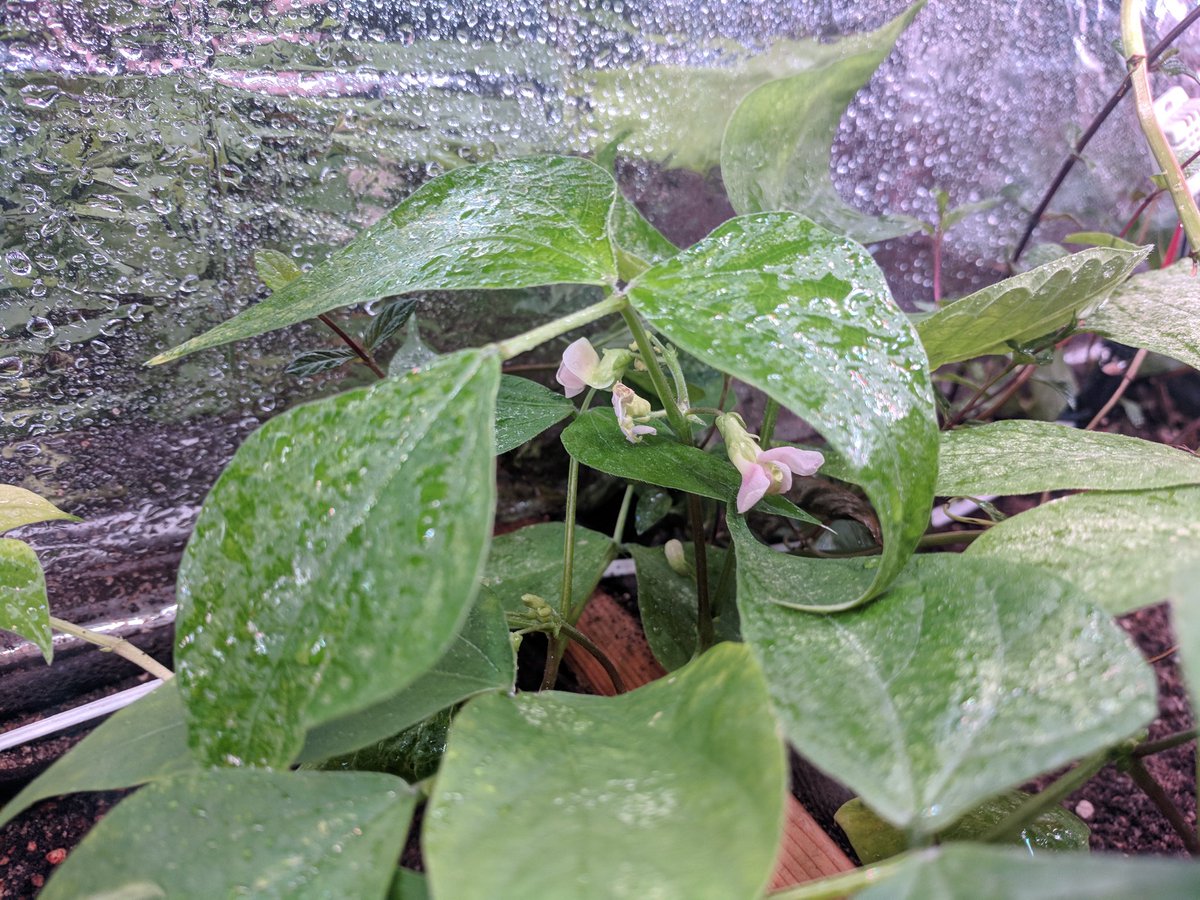 Our indoor #micro #greenhouse project is well on its way to producing some #fresh #beans! 

#garden #ottawa #WinterIsHere #tech