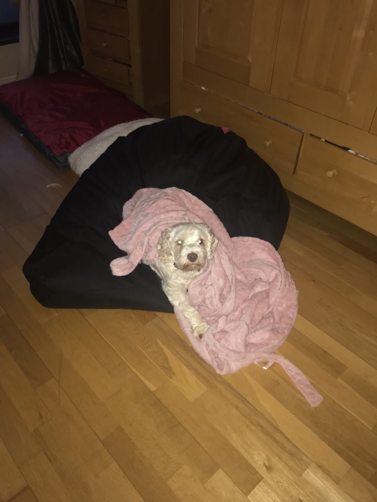 xXxHashiexXx's tweet photo. @LeanneWoodfull This is Pippin she loves her comfort! 😂 https://t.co/C10rn4FEJW