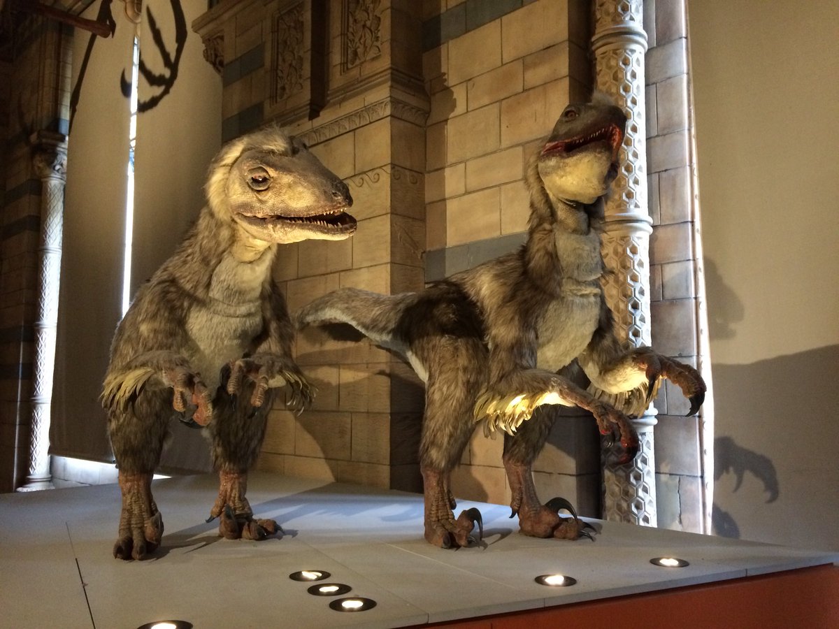geologymeyer's tweet photo. @tectonictweets I’m still not sure the @NHM_London #TeamVelociraptor duo are really fans of their plumage! #DinoCup #Velociraptor https://t.co/eZnJY9yAew