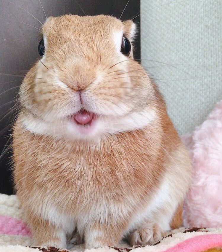 うさぎのラン ㅅ 笑顔といったらこの写真かな 癒し N W N 天使の笑顔選手権 うさぎ ラン うさぎのラン ㅅ 笑顔といったらこの写真かな 癒し N W N 天使の笑顔選手権 うさぎ ラン