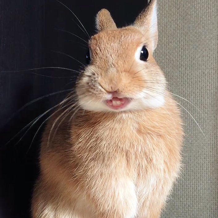 うさぎのラン ㅅ Himawari6770gm2 ありがとう ボクの笑顔でみんなも笑顔にしちゃうよヽ ｰ 人 ｰ ノ Twitter