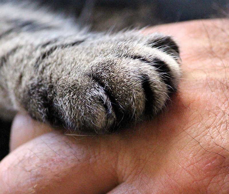 HumanimalTrust's tweet image. In response to recent allegations against our cause for #OneMedicine, please take some time to read the information in this article. 
humanimaltrust.org.uk/in-response-to…