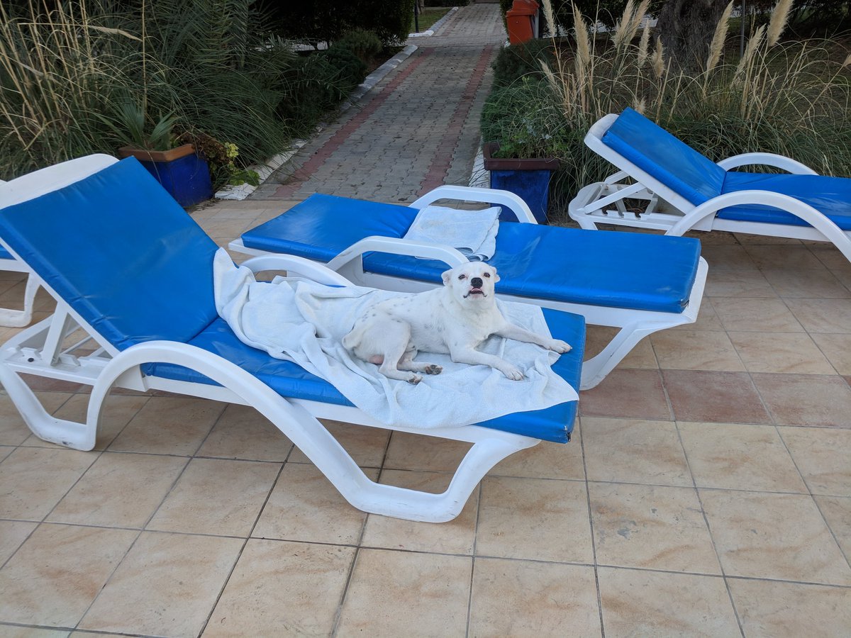 _MollyBear's tweet photo. Check out the little guy on the sunbed. 🌄🌅🏖️☀️🐾 #dogsofcyprus #teammollybear https://t.co/cUt0OZlPNs