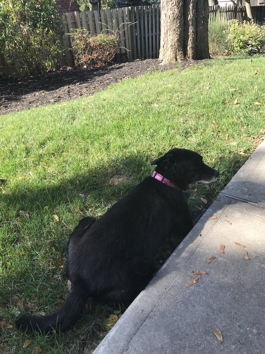 CaseyLipp's tweet photo. Thankful I️ got to spend as much time with this beautiful girl before she passed RIP Zoey ❤️ #RUThankful https://t.co/1AIKb9Gr8z