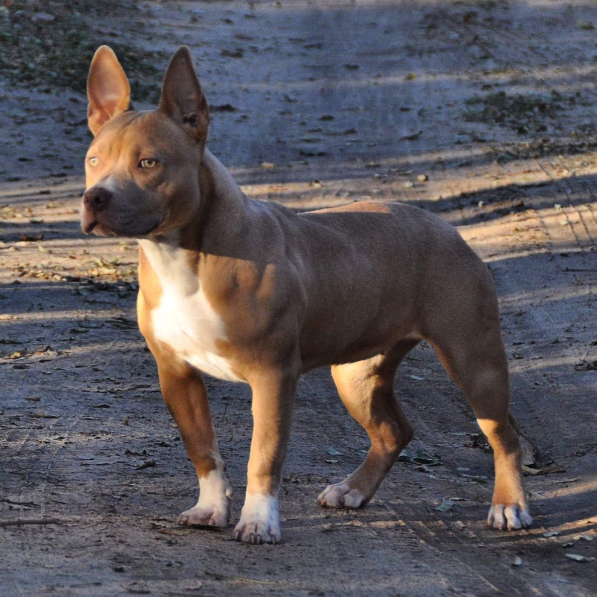 worldsfinestpit's tweet photo. Sazzelicious!
https://t.co/rX1FAYzN3m
#worldsfinest #americanbully #RE #gottilineDax #abkc #puppiesavailable #chgrayghost #pocketprincess https://t.co/fzOSs9gzGG