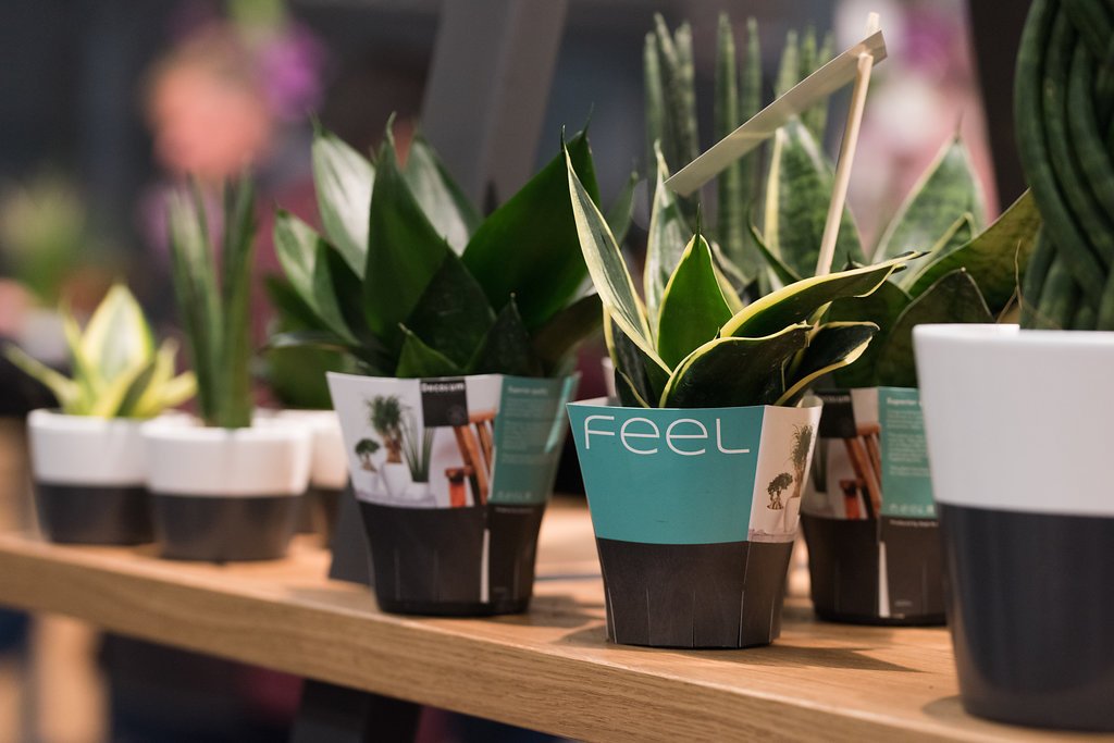 Decorumcompany's tweet photo. De @RFHTradeFair Aalsmeer 2017 zit er alweer op! We kijken terug op een mooie beurs, waar wij voor het eerst onze nieuwe stand mochten presenteren. Bekijk hier de aftermovie: https://t.co/gIc0VuSXII #decorum #plants #flowers #FHTF https://t.co/yXvRP4gkvc