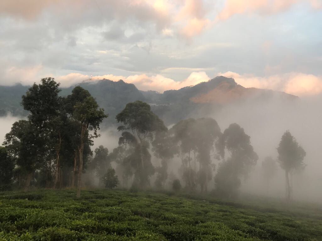 ColomboTeaCo tweet picture