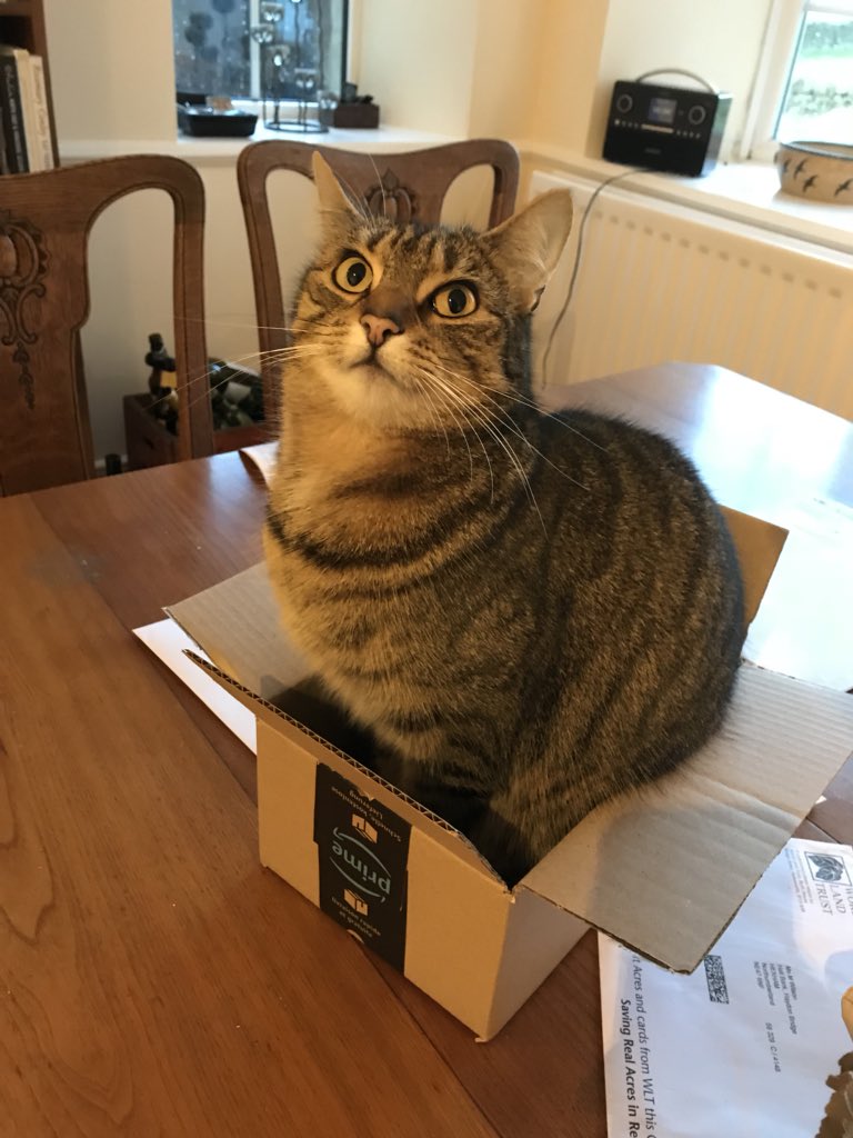 WRNicholls's tweet photo. Cats are weird. #CatsInAmazonBoxes https://t.co/vQK5482jef
