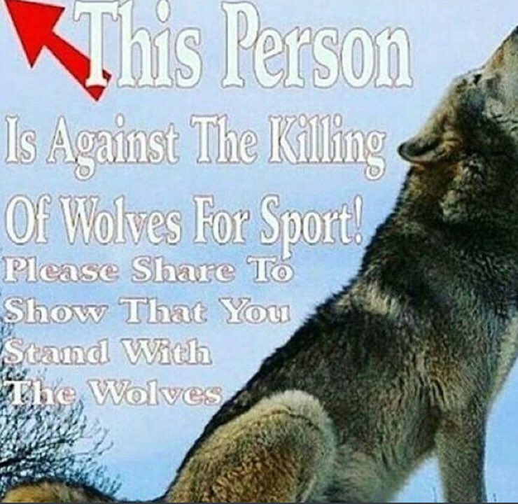 AnneFleeger's tweet photo. Save the wolf’s don’t kill them save them https://t.co/j3ZGB9q4HR
