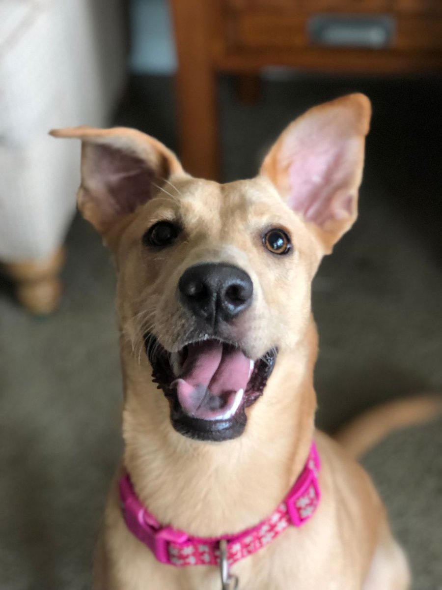 Austin Dog Butler tweet media