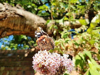 kellymichelle86's tweet photo. Photo By Dan Cunningham | Unsplash 
 #beautyblogger #beautyblog #beautyful #beautycare #beautyaddict https://t.co/D55q6MvJ9M